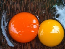 Por que a gema do ovo às vezes é amarela e às vezes laranja? Descubra no TudoGostoso!