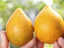 Tem polpa dourada com sabor de doce de leite, mas quase ninguém conhece: essa fruta exótica tem benefícios para a saúde e cresce bem em clima tropical