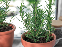 Nem no chá, nem em receitas: truque com alecrim para afastar mosquitos e aromatizar a casa