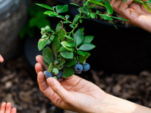 Nunca mais precisei comprar mirtilo na feira depois que aprendi como ter sempre em casa em poucos passos