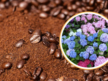 Veja como o café pode manter as suas hortênsias longe de pragas