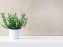 Tempero versátil é um dos mais fáceis de plantar em casa: é resistente a quase tudo, mas não deve ser colocado ao lado desta outra planta