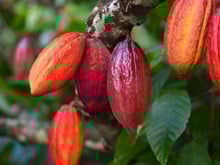 Como cultivar cacau em casa e produzir seu próprio chocolate: mesmo se você mora na cidade e tem pouco espaço