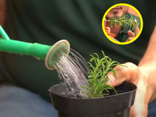 Como ter um pé de alecrim bem cheio em casa: jardineiro revela os segredos para cultivar a erva aromática do jeito certo