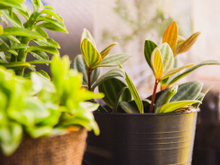 35 plantas que amam sol para cultivo em jardim, varanda ou vaso, segundo jardineira experiente