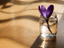 Sua casa vai ficar ainda mais linda com um jardim aquático, e aqui estão as melhores plantas para isso!