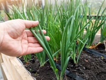 Tenho sempre cebolinha fresca em casa depois que aprendi o truque para plantar, é muito fácil!