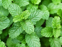 Plantas aromáticas que as pessoas adoram e são um pesadelo para as baratas. Se sua casa está infestada de baratas, você precisa plantar essas!