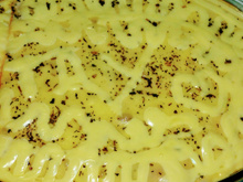 Macasanha