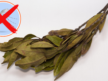 Adeus zumbido de mosquito: é só colocar folhas de louro nas portas e janelas desse jeito