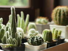 Nem cacto, nem zamioculca: essa planta não precisa de água e ainda perfuma a sua casa