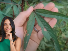 2 folhas dessa planta que nasce no mato podem salvar a sua saúde: pode comer ou fazer chá