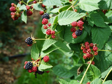 Folha de amora: para que serve, benefícios e como preparar um delicioso chá com essa fruta