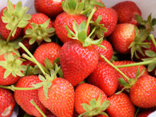 Tudo sobre morango: benefícios, como plantar em casa e receitas deliciosas