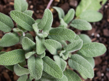Muita gente tem essa planta no quintal, mas não sabe do seu poder: erva turbina a memória e reduz as ondas de calor