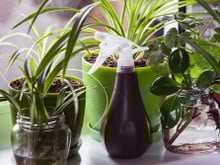 Como cuidar das suas plantas: confira as dicas