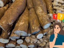 Como escolher mandioca: 8 dicas para nunca mais comprar aipim estragado ou passado