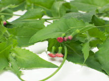 Serralha: confira benefícios e receitas com a PANC