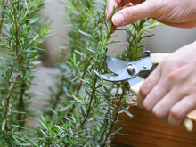 11 ervas que você pode cultivar em casa para temperar os pratos e aproveitar seus benefícios naturais