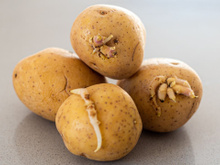 Um especialista encerra o debate: essa é a melhor forma de evitar que as batatas brotem