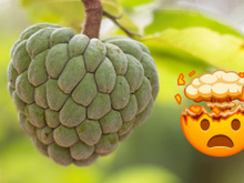 Essa fruta esquecida na feira é um superalimento que pode diminuir o crescimento de câncer, mas que tem contraindicações