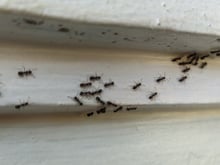 O que significa ter formigas em casa mesmo quando o ambiente está limpo e organizado?