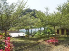 Quer sombra em pouco tempo no seu jardim? Essa árvore cresce MUITO rápido forma uma copa linda