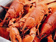 Lagosta caprichada: veja como fazer essa receita deliciosa