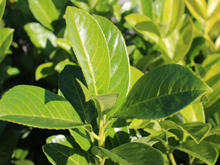 Tempera, ajuda na digestão e ainda atrai prosperidade: aprenda a plantar louro em casa para usufruir de todos os benefícios da erva aromática