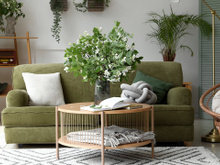 Essas são as melhores plantas para você ter em casa se está precisando de sorte neste fim de ano