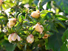 O que são as PANC e como utilizar