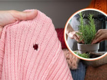 5 plantas para expulsar as traças de casa sem veneno e sem químicos