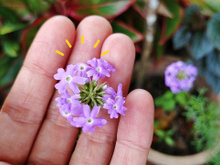 Planta fácil de encontrar no Brasil inteiro vale ouro no tratamento contra depressão: saiba como consumir