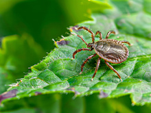 Poucos sabem, mas essa planta é um ímã para carrapatos, não tenha no seu jardim!