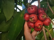 Planta comum no quintal dos brasileiros pode mudar a sua saúde e você só precisa de 1 folha