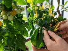 O que significa quando o tomate está com folhas amareladas? Saiba como recuperar a planta e ter mais frutos