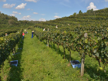 Vinho e viagem: descubra destinos do Brasil para degustar a bebida e viajar nas histórias das vinícolas