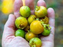 A fruta antiga de quintal de vó que está voltando para os jardins e pomares: hoje é usada em pesquisas