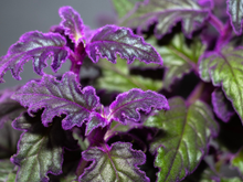 Você sabia que as plantas gritam quando estão estressadas? Pode parecer fantasia, mas é o que a ciência revelou