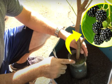 Como plantar amora em vaso: com esse passo a passo de um biólogo ficou fácil