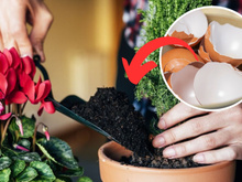 Os incríveis benefícios da casca de ovo para as plantas: aprenda como usar e veja suas plantinhas florescerem