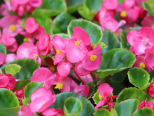 Esta planta ornamental elegante se tornou a escolha favorita para apartamentos e ambientes internos