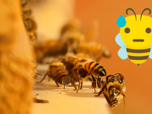 Como o vômito das abelhas se transforma no nosso mel delicioso de cada dia