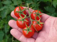 Nunca mais cultivei tomate-cereja de outro jeito depois que aprendi a usar uma garrafa PET para isso: ocupa pouco espaço e não quebra galhos!