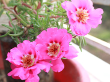 A planta perfeita até para aqueles que desistiram de cultivar qualquer coisa em casa