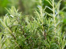A erva aromática associada à melhora da memória e à redução do estresse. Especialistas explicam seus múltiplos benefícios para o corpo