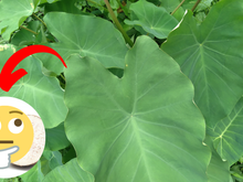 Você provavelmente já comeu uma PANC e nem sabia! Descubra qual é esse alimento não convencional popular