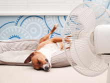 Climatizador e ventilador na Black Friday: Veja 4 opções com bons descontos no Mercado Livre!