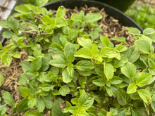 É assim que eu sempre tenho orégano fresco em casa: truques simples que fazem a planta crescer muito