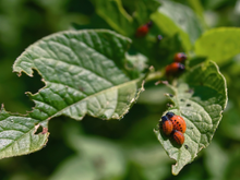 O melhor truque de jardinagem para garantir que as pragas fiquem longe das suas plantas